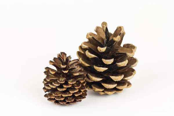 Un par de conos de pino — Foto de Stock