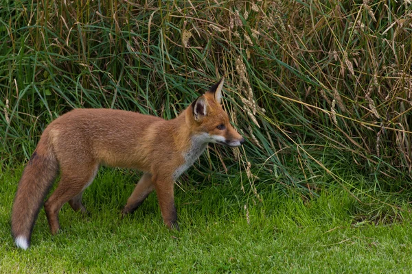 stock image Single Red Fox (Vulpes vulpes Canidae)