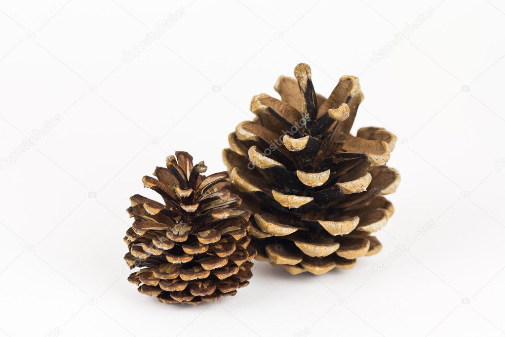 A Pair of Pine Cones