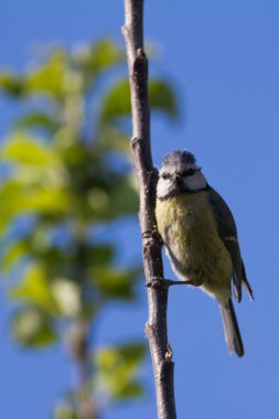 Mavi baştankara (Cyanistes Caeruleus)