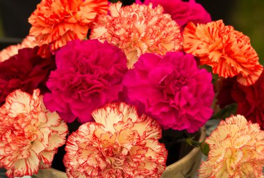 Carnations (Dianthus) clipart