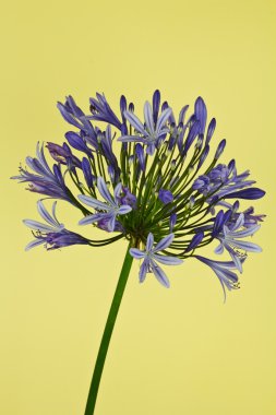 Afrika Lily (Agapanthus'tan almıştır)