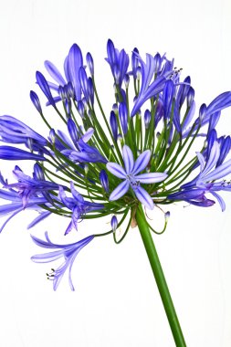 Afrika Lily (Agapanthus'tan almıştır)