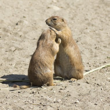 Souslik (ground squirrel) couple clipart