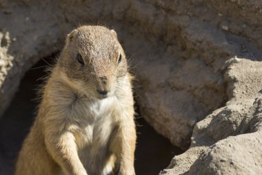 Souslik (ground squirrel) clipart