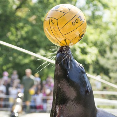 Seal with ball in the Hungary Zoo clipart