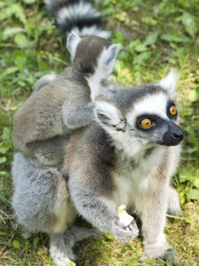 Lemur aile