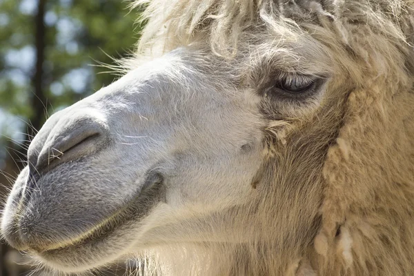Camel portrait — Stock Photo, Image