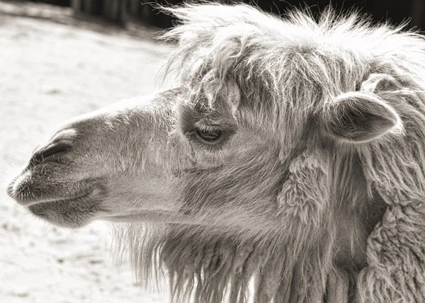 Portrait de chameau (photo sépia vintage) ) — Photo