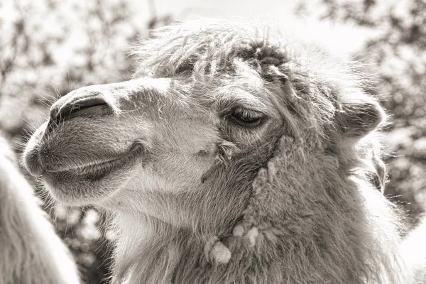 Retrato de camelo (vintage sepia tiro ) — Fotografia de Stock