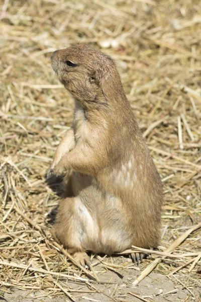 Souslik (scoiattolo terriccio ) — Foto Stock