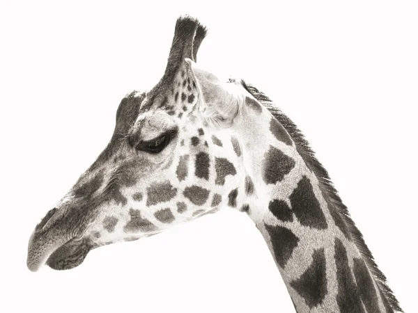 Portrétní Foto žirafa (černobílý tisk) — Stock fotografie