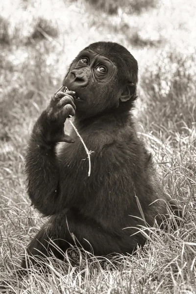 Gorilla baby (seppia ) — Foto Stock