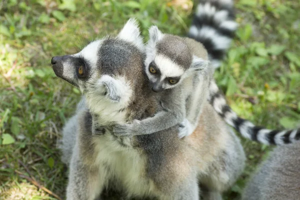 Família Lemur — Fotografia de Stock