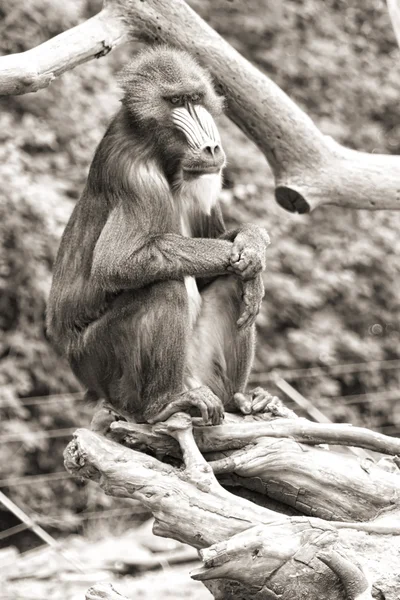 Denkender Affe — Stockfoto