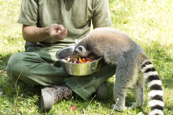 Lemurs feeding — Stock Photo, Image