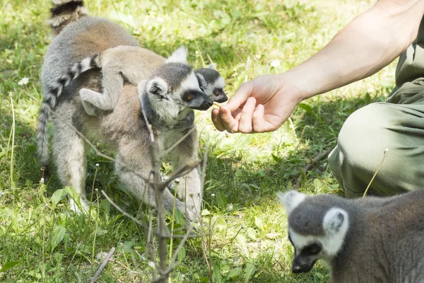 Lemurs feeding — Stock Photo, Image