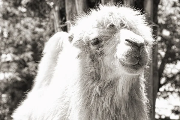 Retrato de camelo (vintage sepia tiro ) — Fotografia de Stock