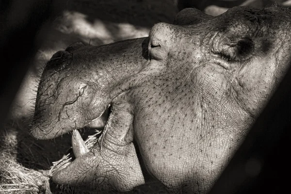 Retrato de hipopótamo (sepia ) —  Fotos de Stock