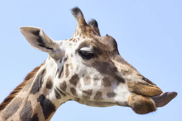 stock image Portrait photo of the giraffe