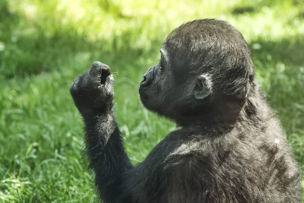 Gorilla babyi feltárása fűszál — Stock Fotó