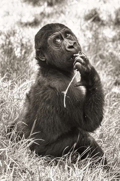 Gorilla baby (sepia) — Stockfoto