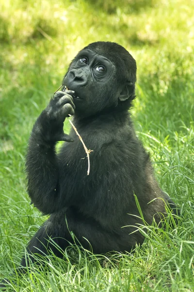 Gorila bebé —  Fotos de Stock