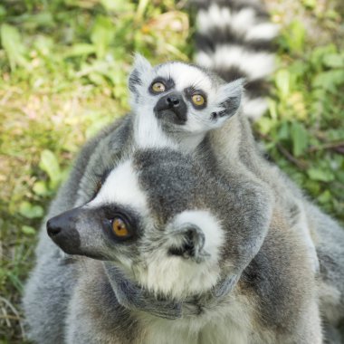 Lemur aile