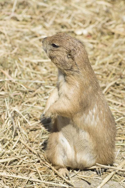 Souslik (scoiattolo terriccio ) — Foto Stock