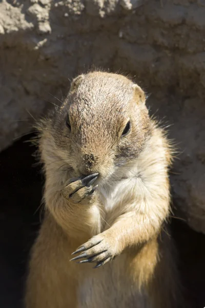 Pensant souslik (écureuil terrestre ) — Photo