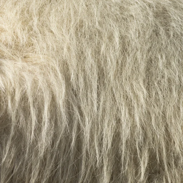 ラクダの毛 — ストック写真