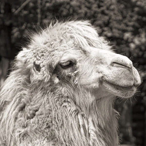 Camel portrait (vintage sepia shot) — Stock Photo, Image