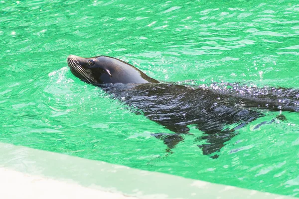 stock image Seal in the Hungary Zoo