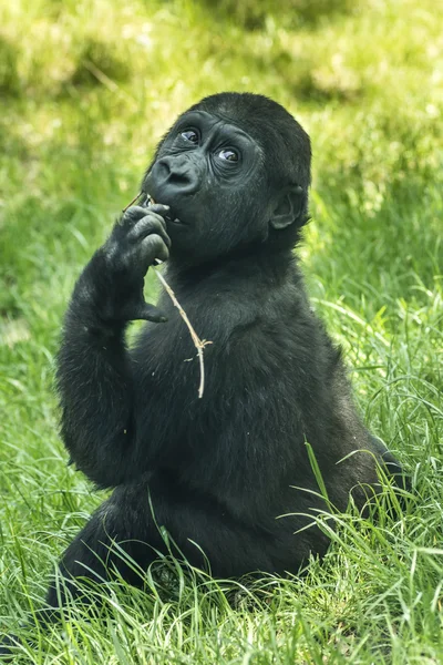 Gorila bebê — Fotografia de Stock