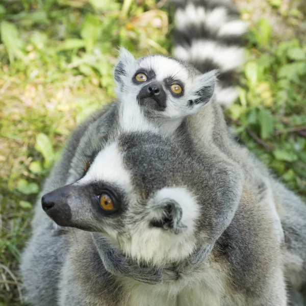 Famiglia Lemur — Foto Stock