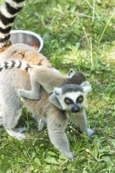 Lemurenfamilie — Stockfoto
