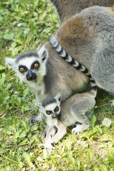 Lemur aile — Stok fotoğraf