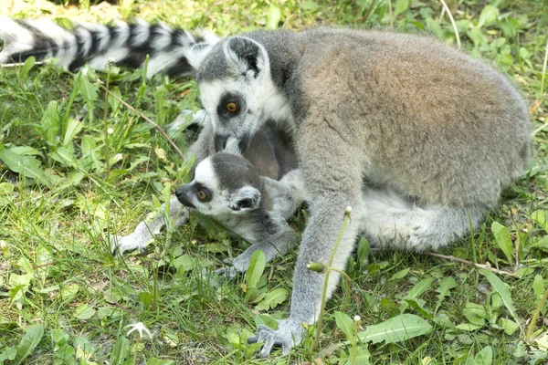 Família Lemur — Fotografia de Stock