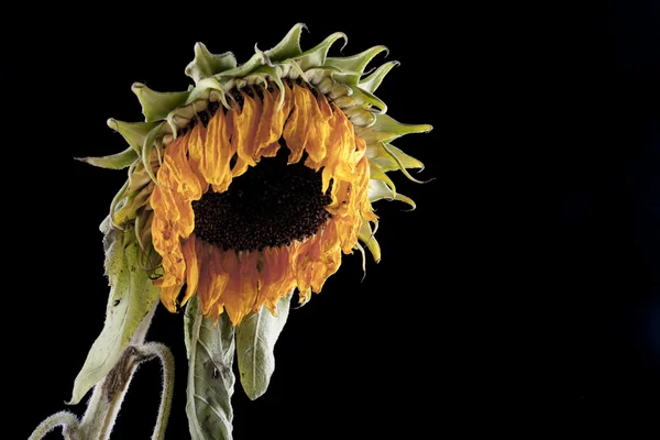 Wilted sunflower — Stock Photo, Image