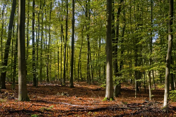 Beech forest in early autumn Royalty Free Stock Images