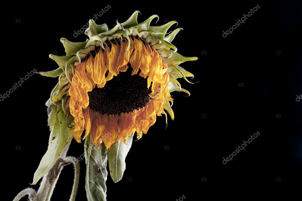 Girasol triste fotos de stock, imágenes de Girasol triste sin royalties |  Depositphotos