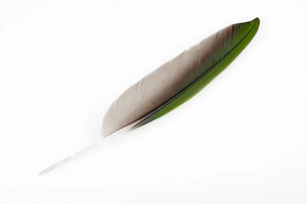 stock image Feather