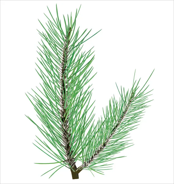 Pine gren på vit bakgrund vektor — Stock vektor