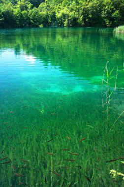 Section of Plitvice lake, Croatia, with underwater life clipart