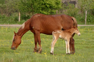 Horses on the fresh grass clipart