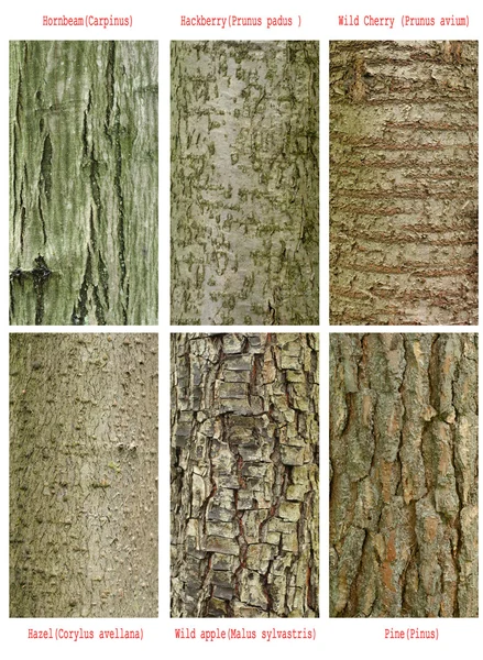 stock image Patterns of trees trunk