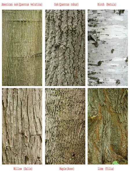 Patrones de tronco de árboles —  Fotos de Stock