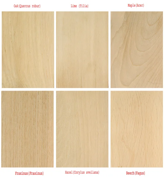 Dřevěné desky vzory (s mezinárodní Latinské názvy) — Stock fotografie