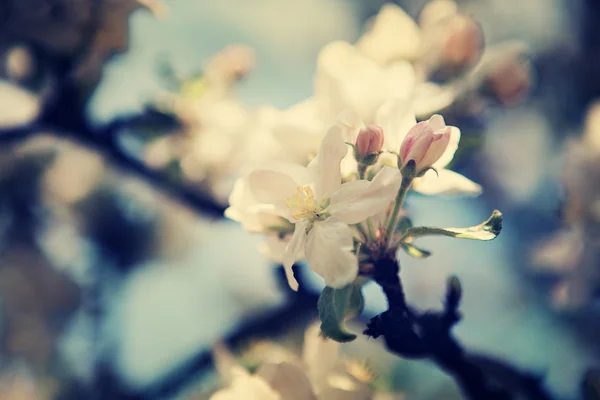 stock image Apple garden