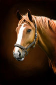 Картина, постер, плакат, фотообои "painting portrait of a horse", артикул 10860534